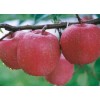 供應(yīng)陜西紅富士蘋(píng)果