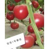 佳佳1號 改良 粉紅硬果番茄 F1 種子