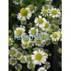洋甘菊 種子