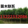 中山杉苗木在全國(guó)代理