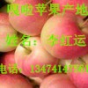 陜西嘎拉蘋(píng)果產(chǎn)地 嘎拉蘋(píng)果價(jià)格 供應(yīng)嘎拉蘋(píng)果