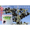 種植業(yè)黑馬項(xiàng)目—育苗用黑果枸杞種子出售