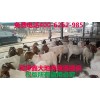 養殖肉羊賺錢嗎，養殖肉羊利潤高，小尾寒羊