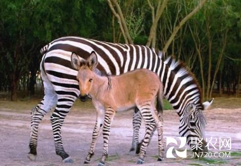 墨西哥動物園斑馬與驢交配產下罕見“斑驢寶寶”