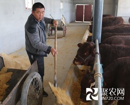 周保軍:養(yǎng)牛讓我走上多元增收路