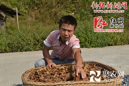 中藥材種植好能手 脫貧致富領頭雁