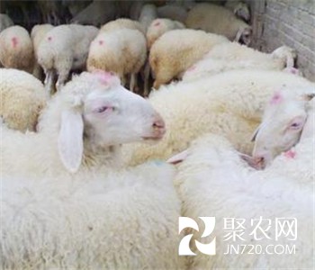 領生產母羊 邁向致富路