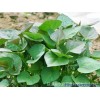徐薯22紅薯苗、優(yōu)質(zhì)脫毒紅薯苗、歡迎預(yù)訂