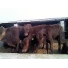 山東肉牛犢出售對接會(huì)在旭旺牧業(yè)訂貨開始了