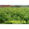 【基地特賣(mài)】?jī)?yōu)質(zhì)石榴苗 石榴樹(shù)苗 1米以上 山東石榴苗價(jià)格