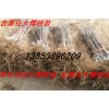 批發(fā)大櫻桃苗 吉塞拉大櫻桃苗 大櫻桃樹 優(yōu)質(zhì)豐產(chǎn)大櫻桃樹