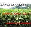 優(yōu)質(zhì)核桃苗 香椿苗 花椒苗 枸橘苗 大型苗圃 價(jià)格最低量大