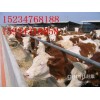 年底降價(jià)急售肉牛