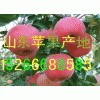 供應(yīng)山東蘋果１５２６６６８８５８５