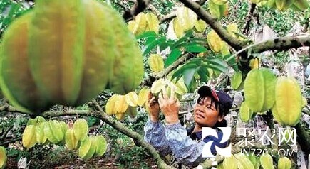 海口:海南澄邁楊桃豐收 果農苦尋銷路
