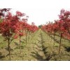 紅楓、紅楓幼苗