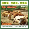 廣東地區適合養殖肉牛嗎