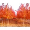 現(xiàn)有優(yōu)質(zhì)北美紅楓，幼苗出售