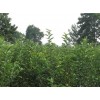 蘋(píng)果樹(shù)、幼苗