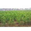 大量供應(yīng)優(yōu)質(zhì)棗樹(shù)，棗樹(shù)幼苗