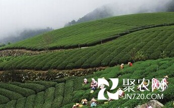 天津:陳茶“穿新衣” 春茶看“證件”