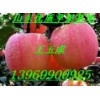 山東紅富士蘋果冷庫(kù)批發(fā) 供應(yīng)冷庫(kù)紅富士蘋果