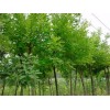 長(zhǎng)期供應(yīng)國(guó)槐樹(shù)苗