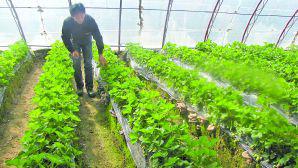 蘑菇住進(jìn)草莓家每棚收入翻一番