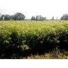 江西楓香苗，南昌楓香苗，宜春哪里可以買到楓香苗