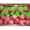 低價(jià)供應(yīng)山東紅富士蘋果