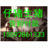 15092861333供應(yīng)三元仔豬價格
