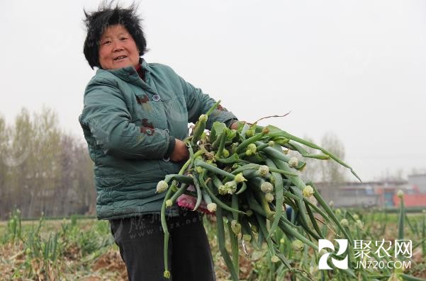 山東滕州大蔥滯銷 蔥農無奈白送
