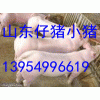山東苗豬小豬三元仔豬批發基地