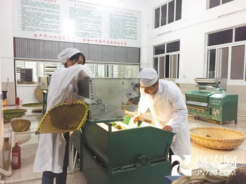 天價茶遇冷背景下 浙江臺州茶命運到底如何？