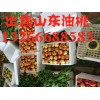供應(yīng)山東大棚油桃價(jià)格行情
