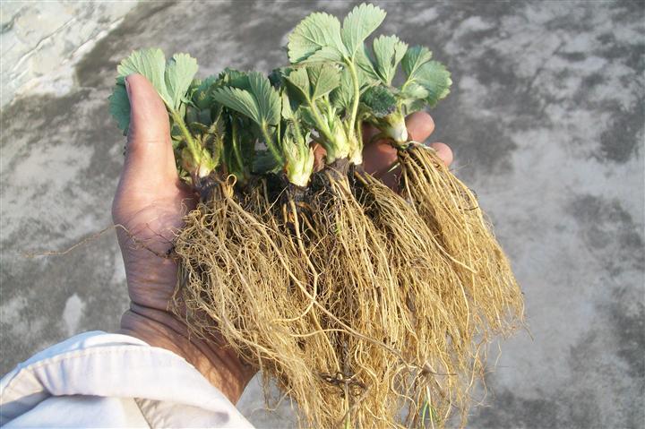 那里賣草莓苗,緊急求購(gòu)草莓苗,云南草莓苗基地