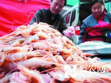 山東青島：蝦虎蠣蝦無法養殖成城中貴族 價格連漲10年