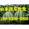 15953983808供應京欣西瓜/山東西瓜種植基地