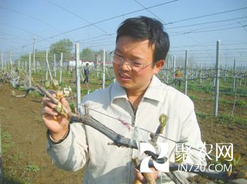 碩士農民種葡萄 普遍酸味無絲毫