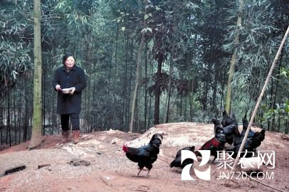中草藥喂雞 養在深山不愁銷
