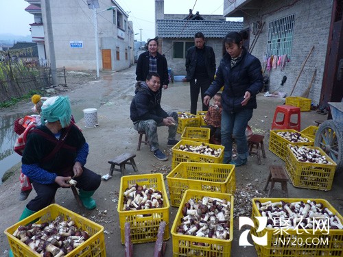 大球蓋菇豐收了，貴州黃平縣移民區(qū)村民笑了