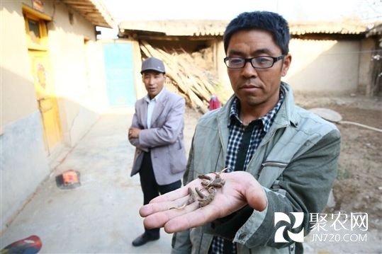 青海：海東地區迎來冬蟲夏草采挖高峰