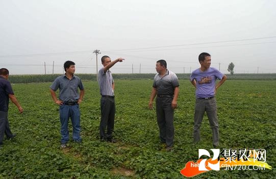 邢臺：創業青年董謙與他的中草藥基地