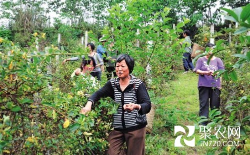 四川內(nèi)江：進(jìn)入采摘期 金銀花鋪滿牛橋村村民致富路