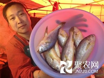 山東青島:野生小黃花狂漲至30元/斤 鲅魚蝦虎將漲兩成