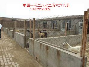 供應純種的斗狗養殖場首選{犬富犬舍}