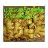 山東大姜市場(chǎng)在哪里山東大姜產(chǎn)地價(jià)格山東大姜網(wǎng)