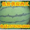 批發山東西瓜西瓜價格便宜