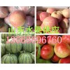 山東紅富士蘋果價(jià)格山東蘋果供應(yīng)產(chǎn)地紅富士蘋果批發(fā)價(jià)格