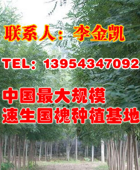 山東陽信國槐小苗基地價(jià)格,濱州陽信國槐小苗供應(yīng)批發(fā)價(jià)格_童信苗木